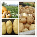 Top Quality New Crop Fresh Potato